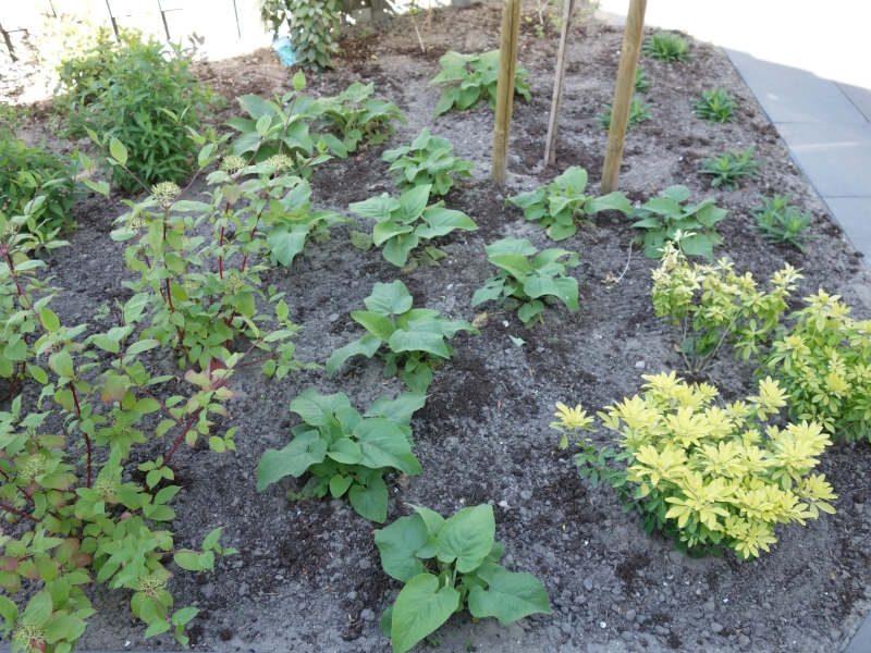 Irma Jansen Tuinontwerp