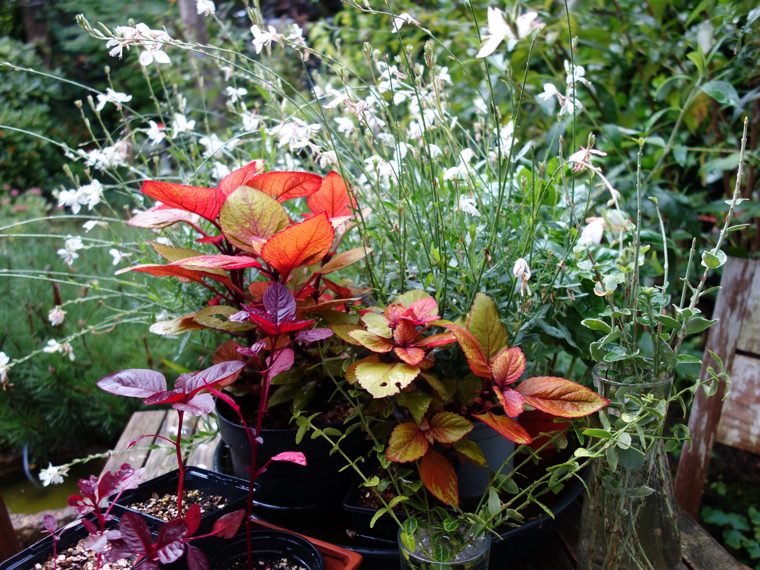 Irma Jansen Tuinontwerp