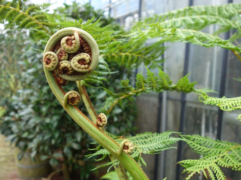 Irma Jansen Tuinontwerp