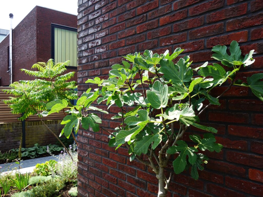 Irma Jansen Tuinontwerp