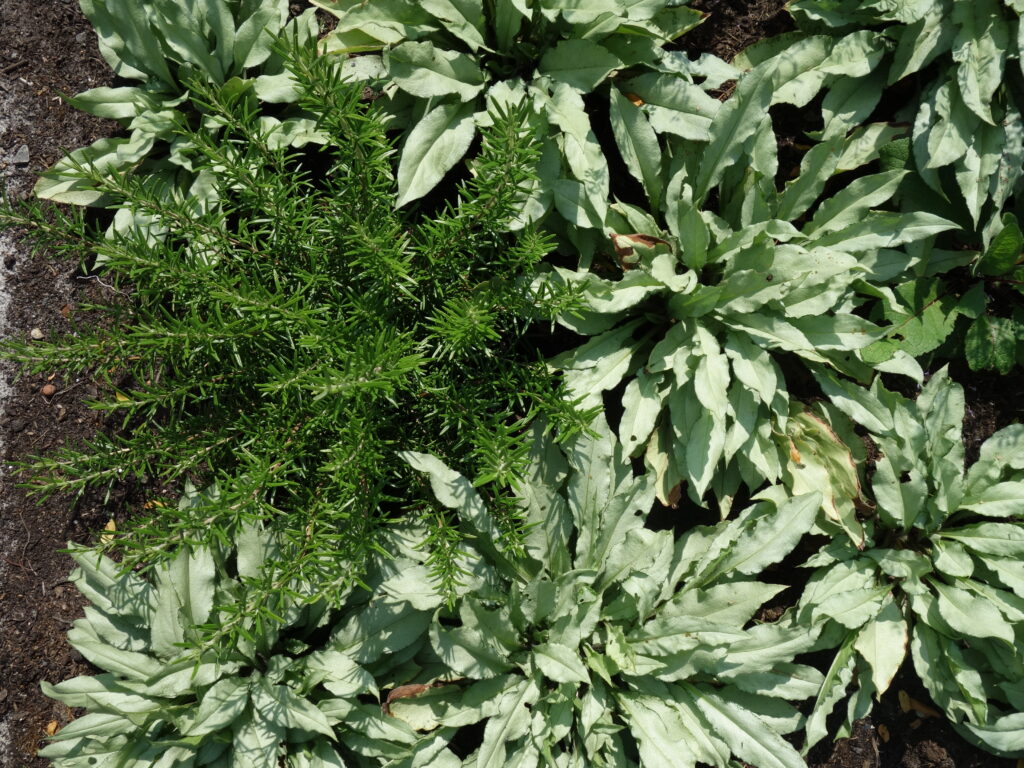 Irma Jansen Tuinontwerp