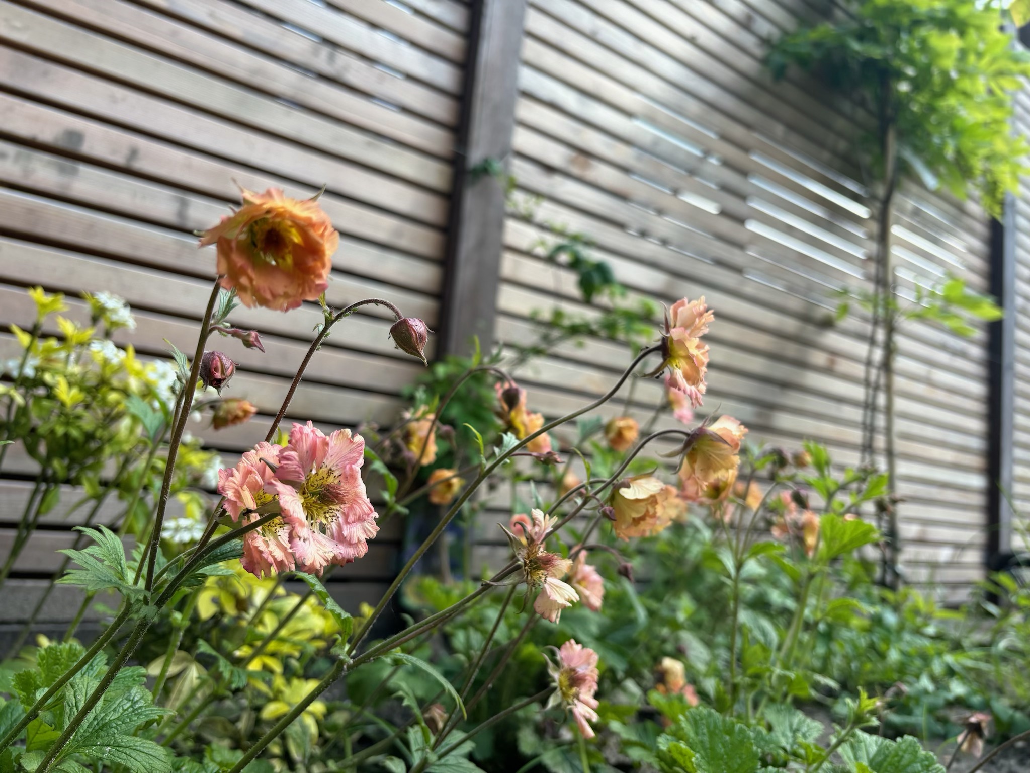 Irma Jansen Tuinontwerp