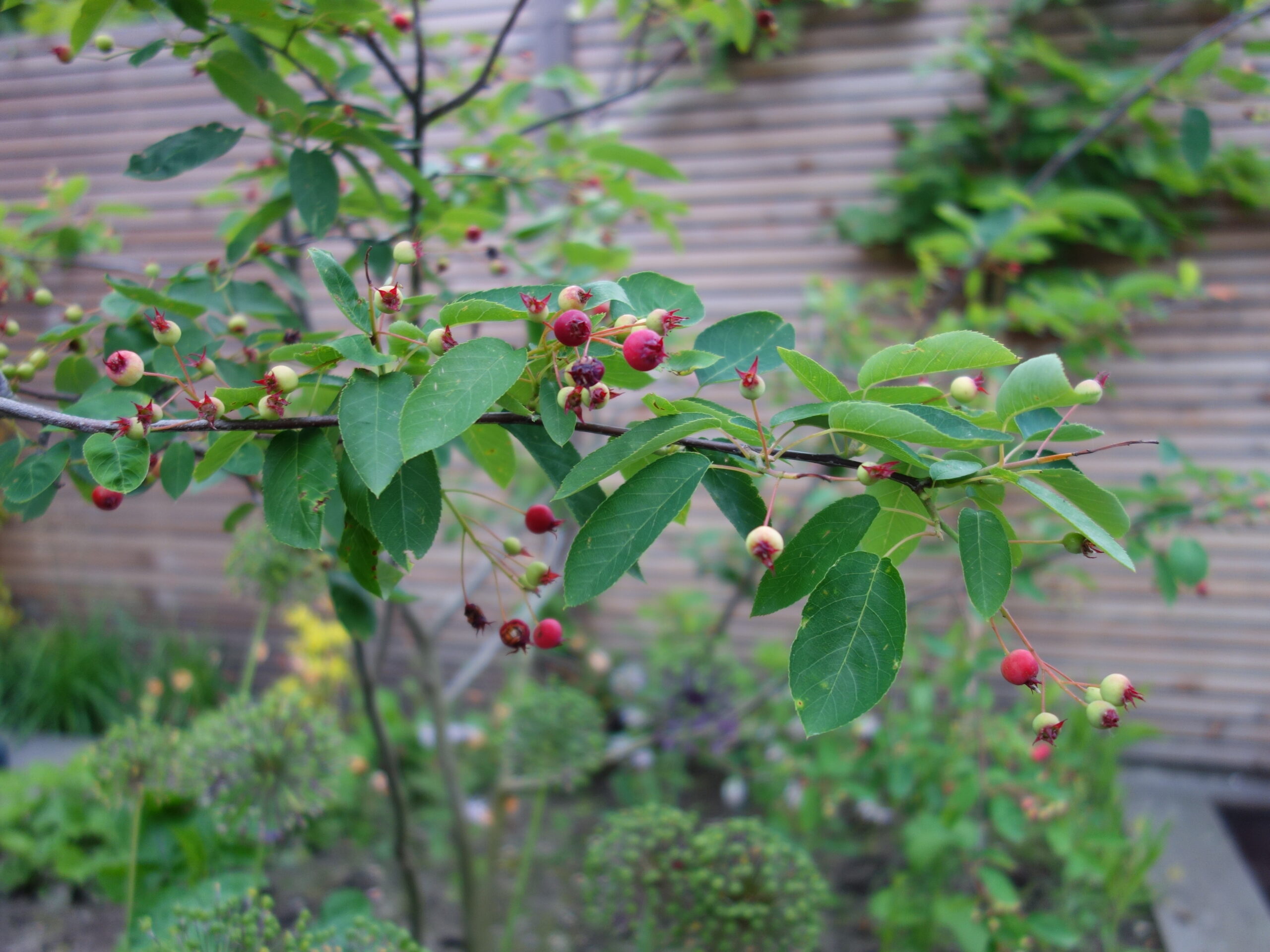 Irma Jansen Tuinontwerp